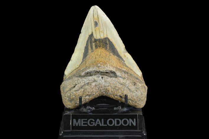 Fossil Megalodon Tooth - North Carolina #124453